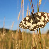 Marbled White wideangle 1 